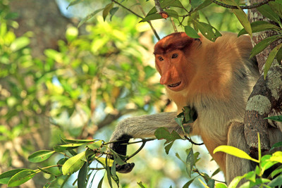 Proboscis Monkey, Malaysian Borneo
