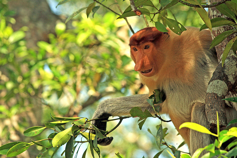 Proboscis Monkey, Malaysian Borneo