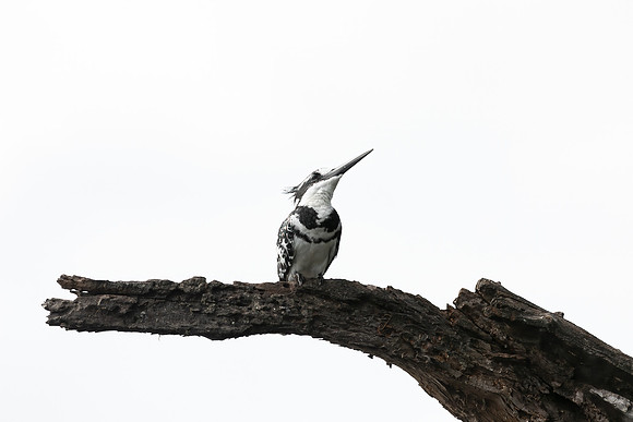 Pied Kingfisher, Botswana