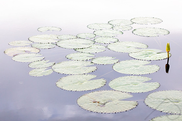Lily Pads, Chobe River