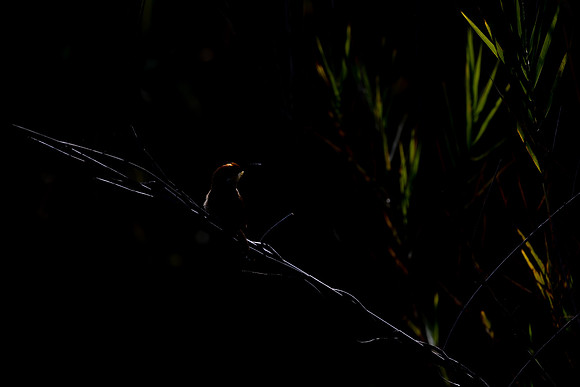 Carmine Bee-eater, Botswana