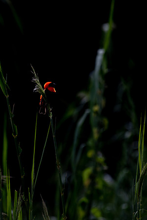 Red Bishop, Botswana
