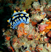 Nudibranch, Sipadan