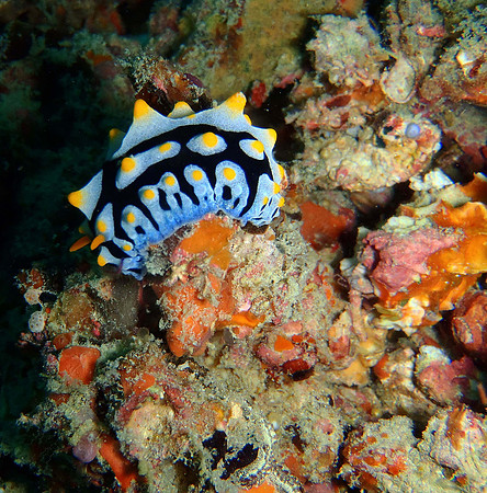 Nudibranch, Sipadan