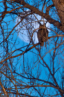 Back to the howlin' old owl in the woods...