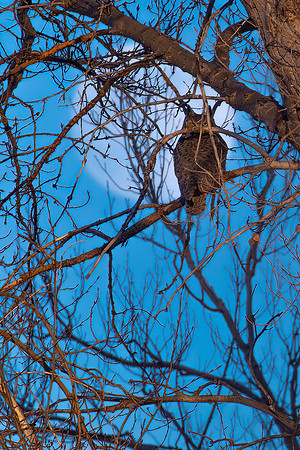 Back to the howlin' old owl in the woods...