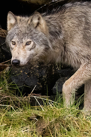 Wolf, Khutzeymateen