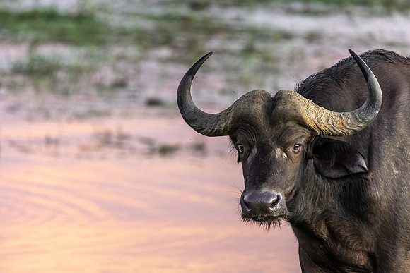 Good Morning Beautiful Buffalo, Botswana