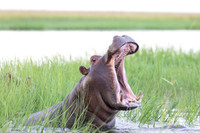 Open Wide! Hippo, Botswana