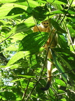 Peek-a-Boo: Squirrel Monkey, Bolivia
