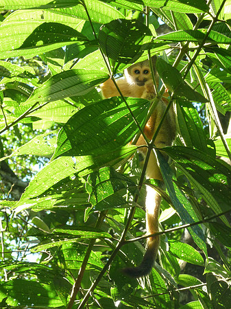 Peek-a-Boo: Squirrel Monkey, Bolivia