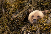 Grizzly Bear, Khutzeymateen