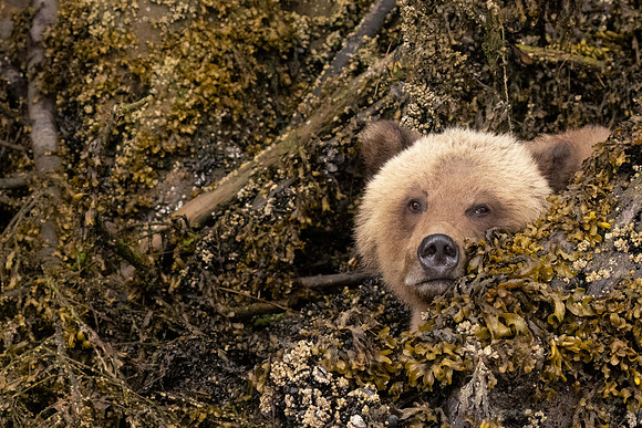 Grizzly Bear, Khutzeymateen