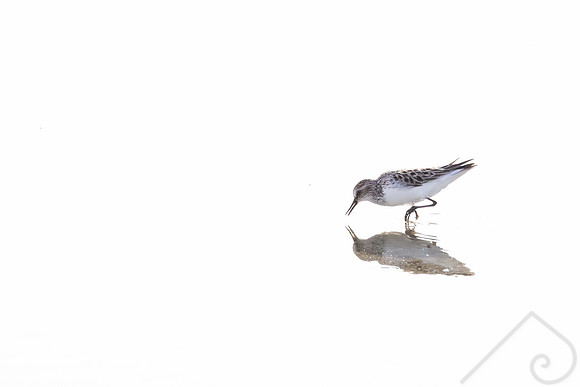 Baird's Sandpiper, Saskatchewan