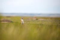 Black-Tailed Prairie Dog, Canada