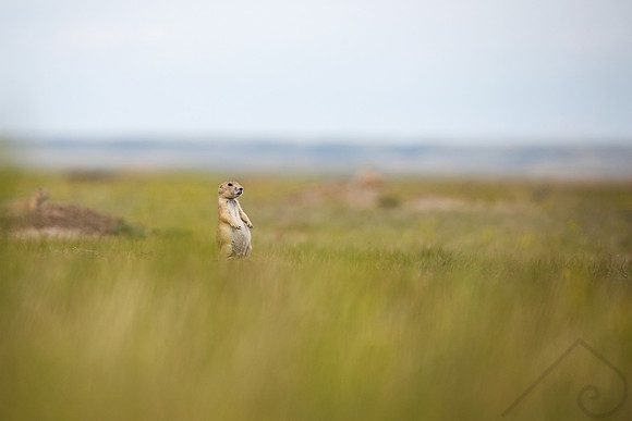 Black-Tailed Prairie Dog, Canada