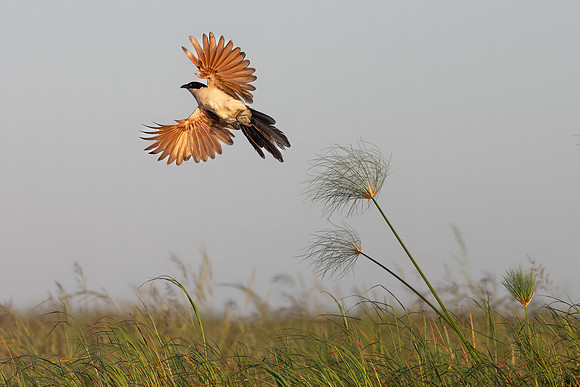 Taking flight on bronzed wings, Botswana