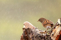 In the Rain, Scotland