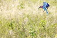 Lilac-Breasted Roller, Botswana