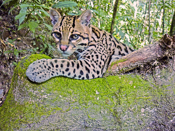 Ocelot, Bolivia