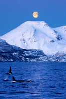 Orca in the Moonlight, Norway