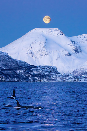 Orca in the Moonlight, Norway