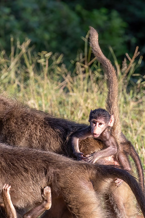Chacma Baboon Infant, Botswana