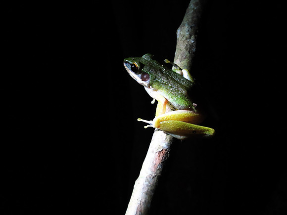 Tree Frog, Kinabatangan River