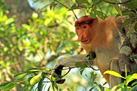 Proboscis Monkey, Malaysian Borneo