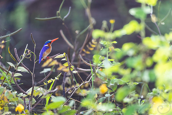 Half-Collared Kingfisher, Botswana