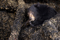 Black Bear, Khutzeymateen