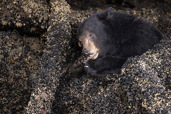 Black Bear, Khutzeymateen