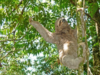 Three-Toed Sloth, Bolivia