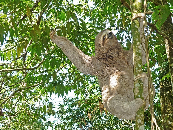 Three-Toed Sloth, Bolivia