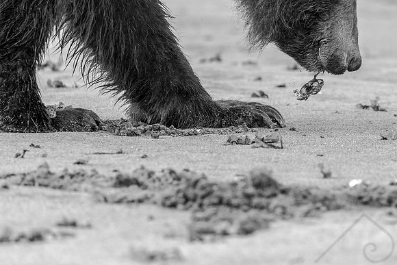 Grizzly Bear, Khutzeymateen