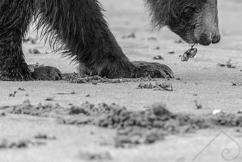 Grizzly Bear, Khutzeymateen