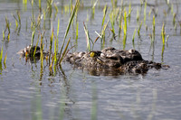 A Perfect Eye, Botswana