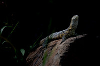 KMacdonald_Lizard