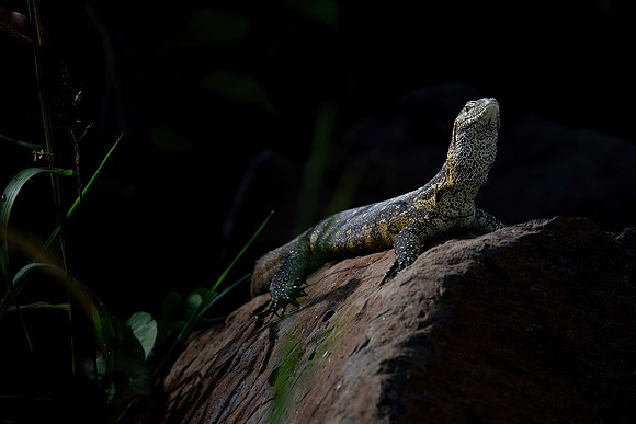 KMacdonald_Lizard