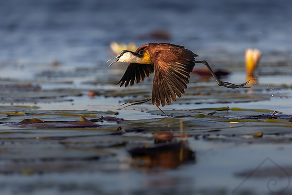Jacana, Botswana