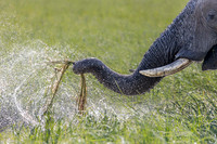 Elephant Splashing, Chobe River