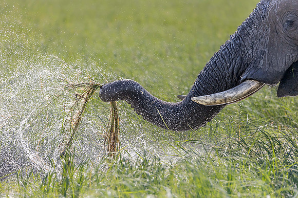 Elephant Splashing, Chobe River