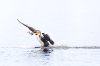 Fish supper, anyone?