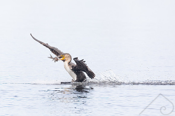 Fish supper, anyone?