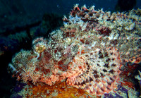 Stonefish, Sipadan