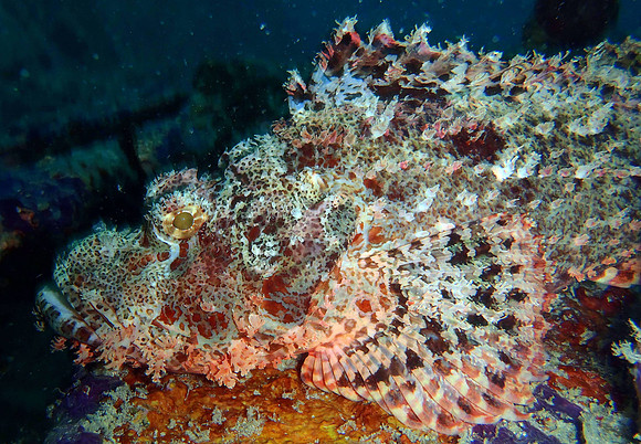 Stonefish, Sipadan